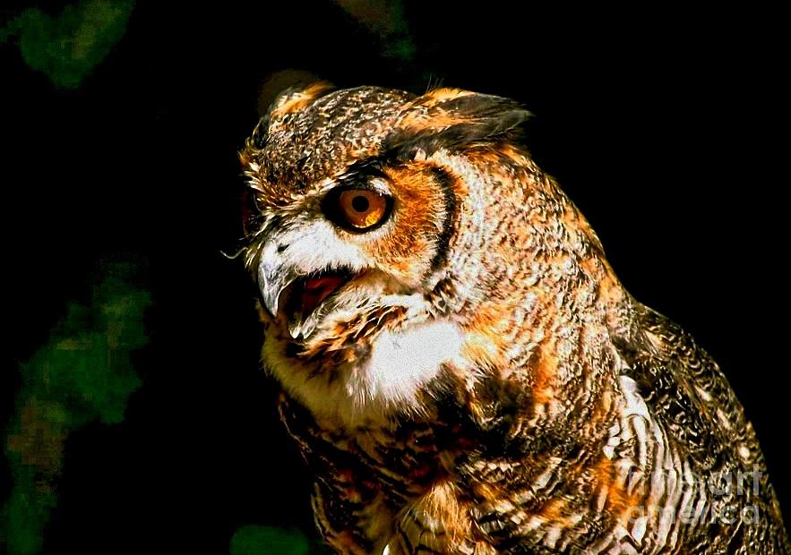 Angry Owl Photograph by Femina Photo Art By Maggie