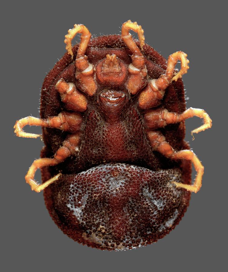 Ornithodoros Moubata Tick Photograph by Natural History Museum, London
