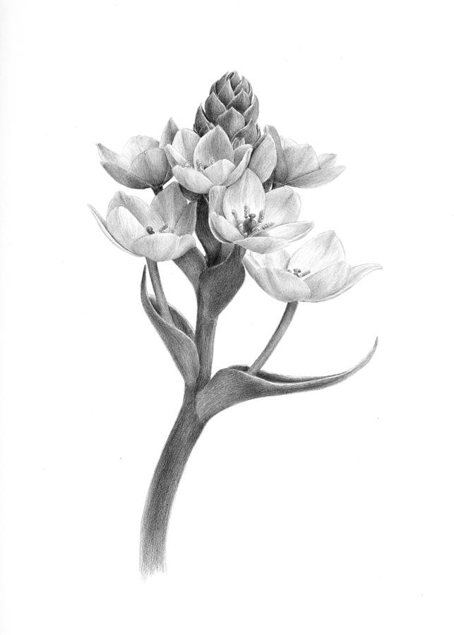 Flower Drawing - Ornithogalum by Diane Cardaci The Sketch Hunter
