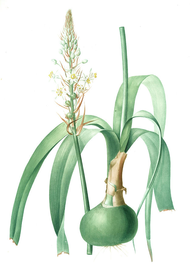 Flower Drawing - Ornithogalum Longibracteatum, Ornithogale à  Longues by Artokoloro