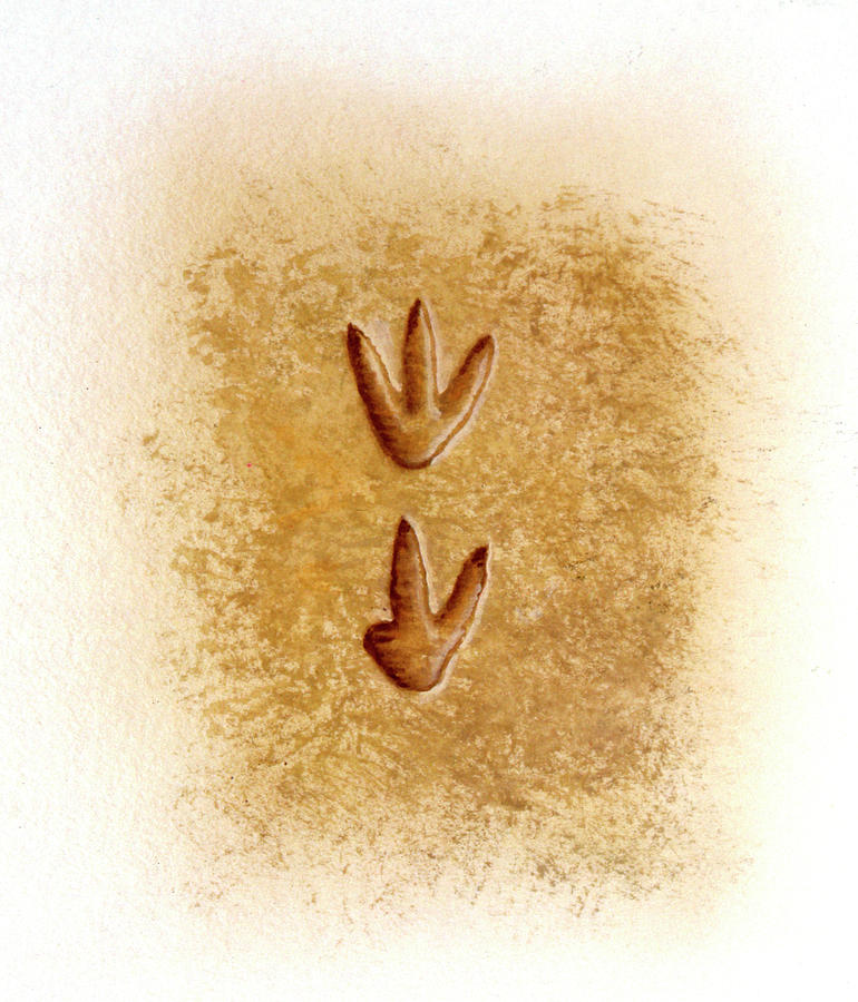 Prehistoric Photograph - Ornitholetes Dinosaur Footprints by Deagostini/uig