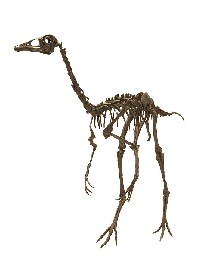 Ornithominmus Photograph by Breckeni