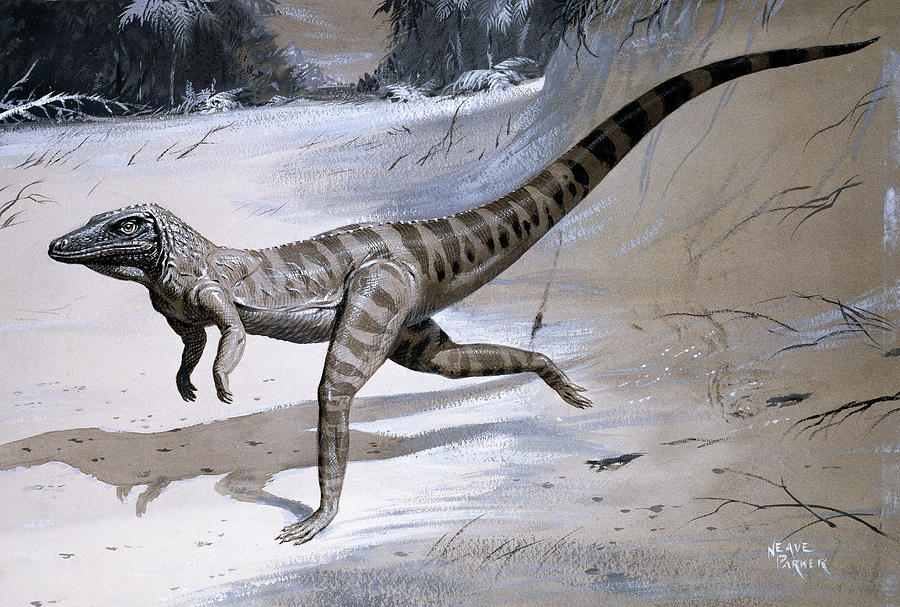 Ornithosuchus Prehistoric Reptile Photograph by Natural History Museum, London/science Photo Library