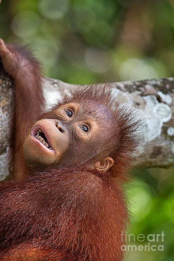 Animal Photograph - Orphan Baby Orangutan by Louise Heusinkveld