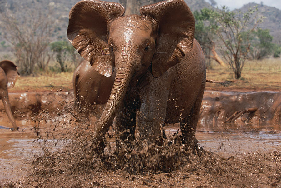 Orphan Isholta Playing In Mud Tsavo Photograph by Gerry Ellis