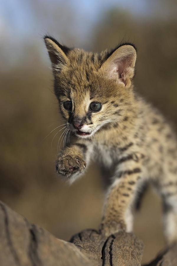 Orphan Serval Kitten Jumping Tanzania Photograph by Suzi Eszterhas
