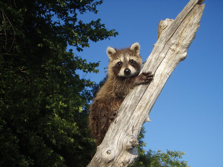Orphaned Raccoon Photograph by James Peterson