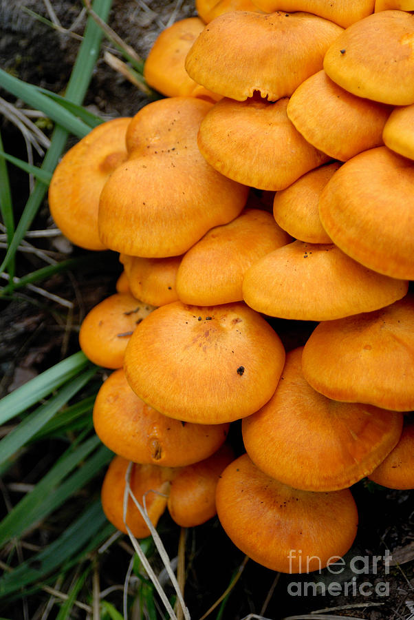 Orrange Mushrooms Photograph by Amy Cicconi