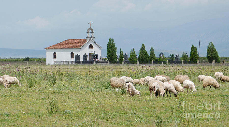 Orthodox Church and sheep - Montenegro Photograph by Phil Banks