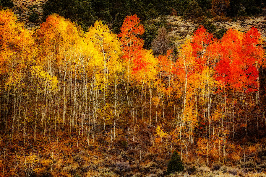 Orton Aspen Grove Photograph by Wes and Dotty Weber