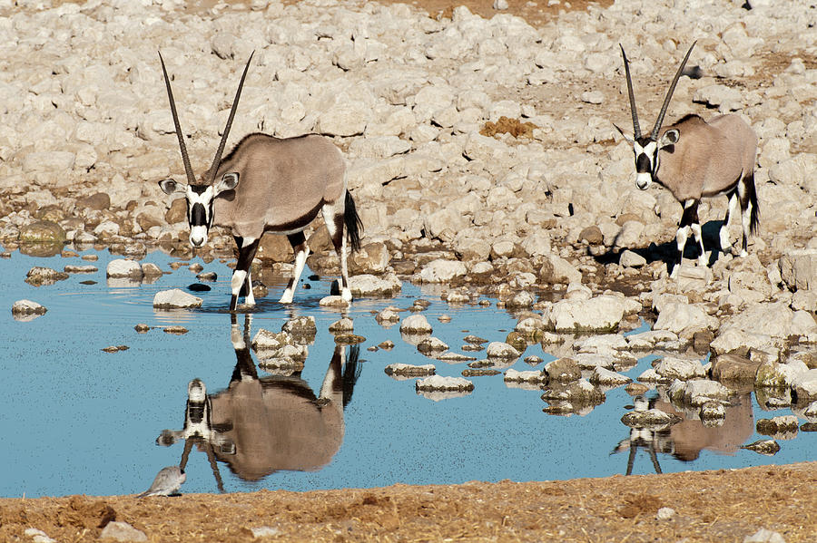 Oryx And Their Reflections Photograph by Ignacio Palacios
