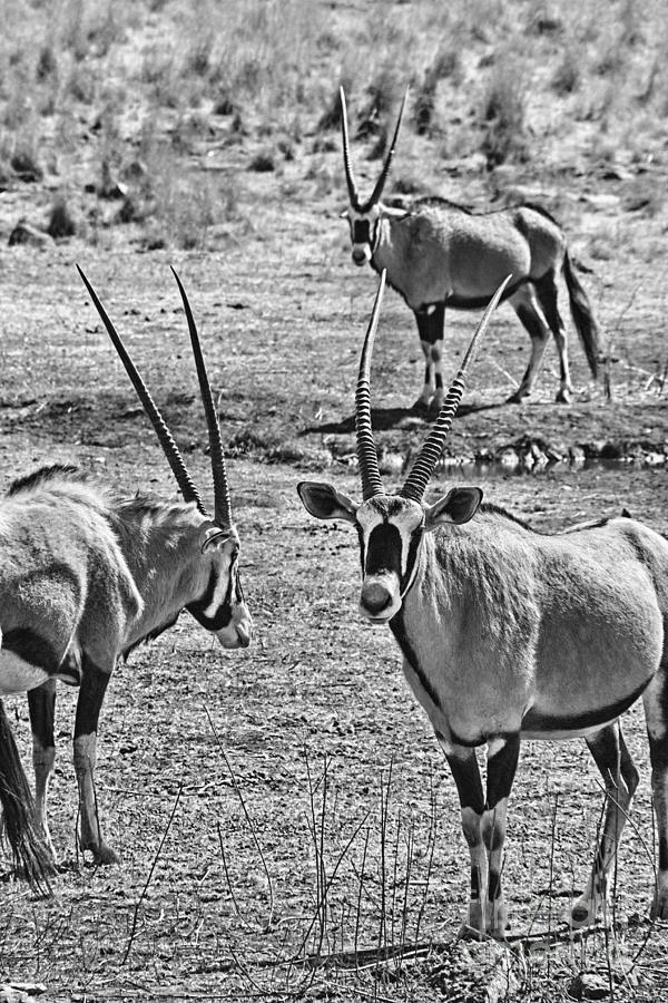 Oryx Black and White Photograph by Douglas Barnard