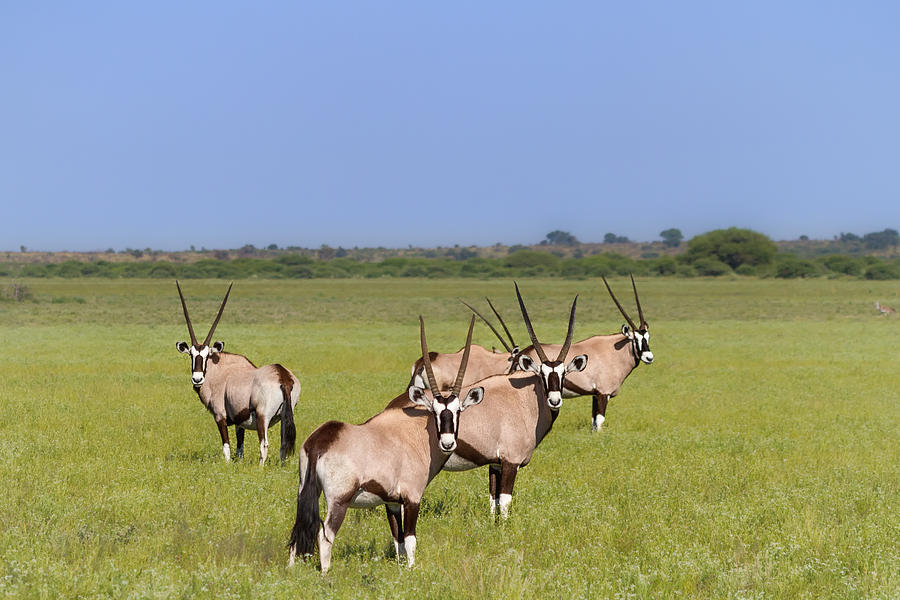 Oryx Field of Wishbones Photograph by Sylvia J Zarco