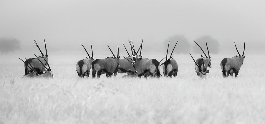 Oryx In The Rain Photograph by Kirill Trubitsyn