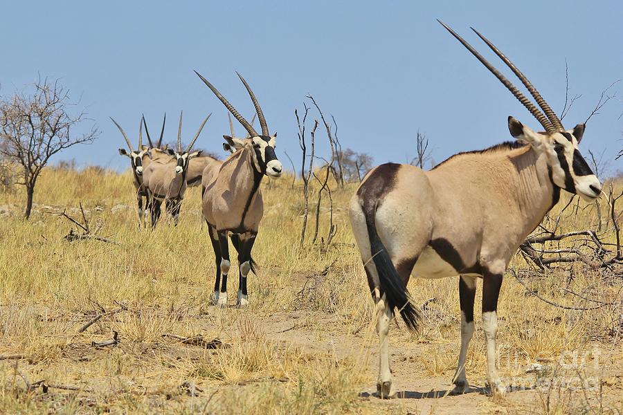 Wildlife Photograph - Oryx Lines of Horns by Andries Alberts