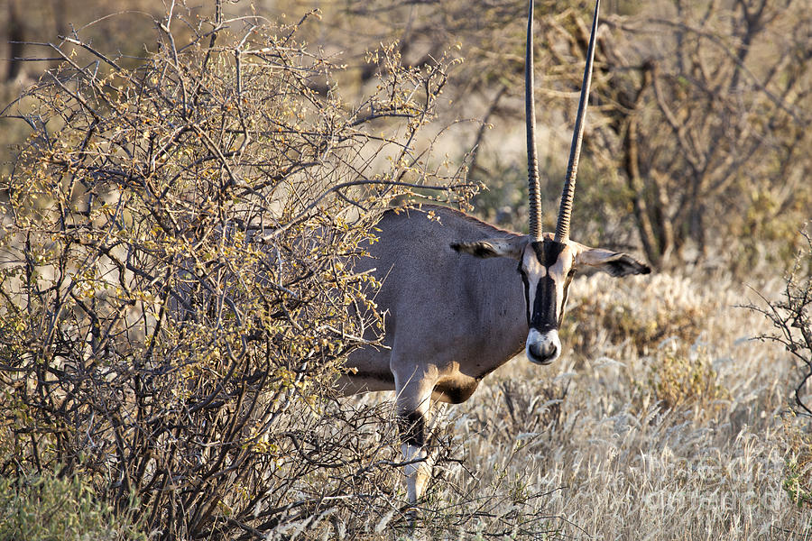 Mammal Photograph - Oryx Long Horned Antelope by Timothy Hacker