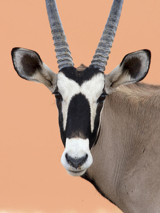 Oryx Portrait Namibia Photograph by Alexander Koenders