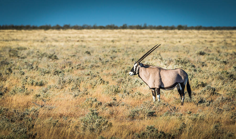 Wildlife Photograph - Oryx Profile - Color Oryx Photograph by Duane Miller