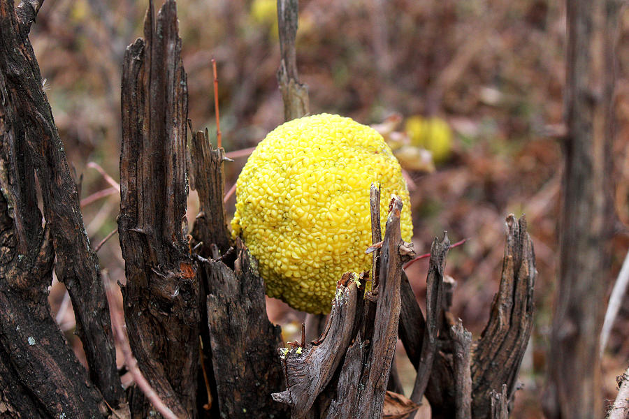 Osage Orange From the Early Winter Prairie Series Photograph by Verana Stark