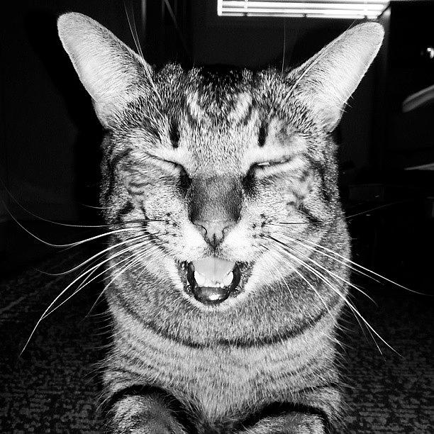 Cat Photograph - Oscar Aka Gigantor Doesnt Like Cats by Diana Pop