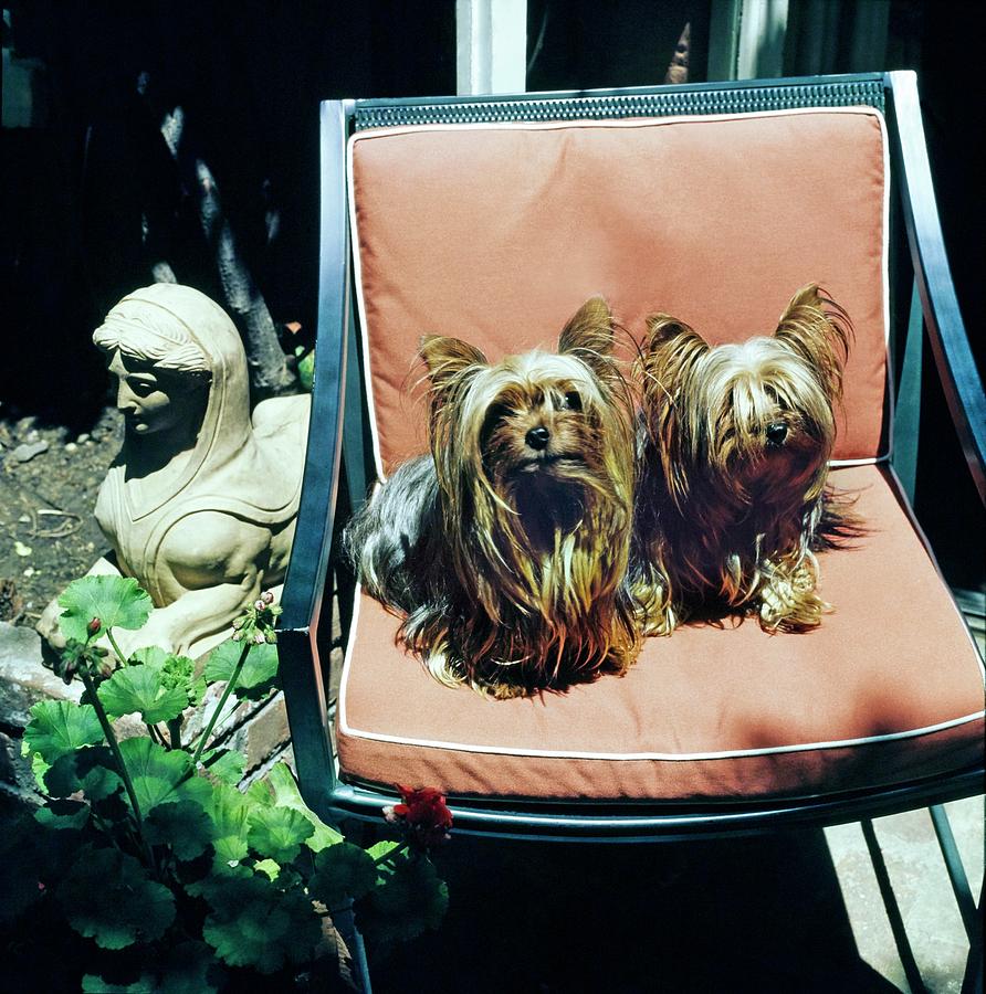 Oscar De La Rentas Dogs Photograph by Horst P. Horst
