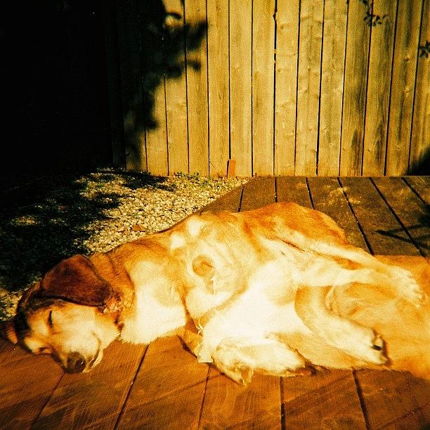 Oscar, In Various States Of Sunbathing Photograph by Jessica Jacobson