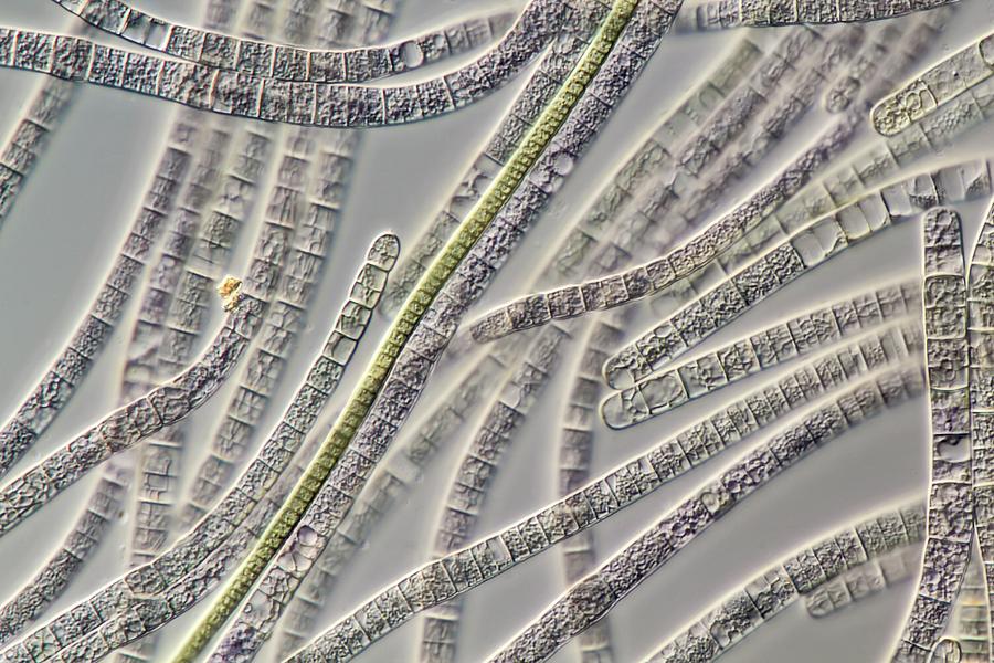 Oscillatoria And Planktothrix Algae Photograph by Gerd Guenther