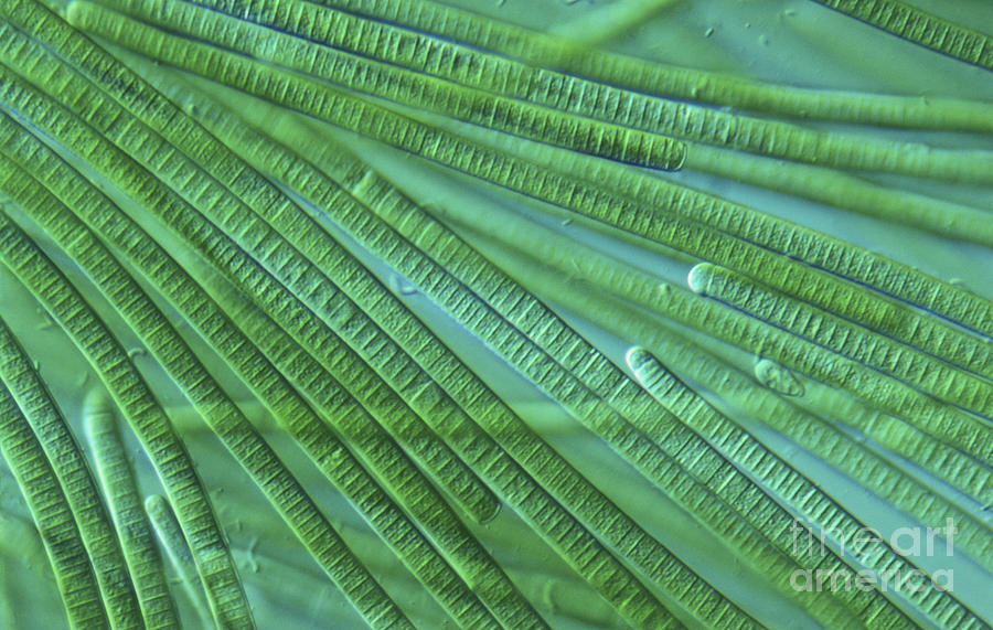 Oscillatoria Sp. Cyanobacteria, Lm Photograph by M.I. Walker / Dorling Kindersley