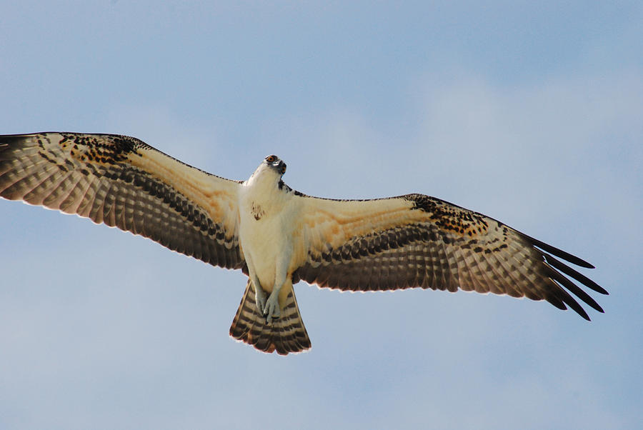 Osprey -  In Search Photograph by Janice Adomeit