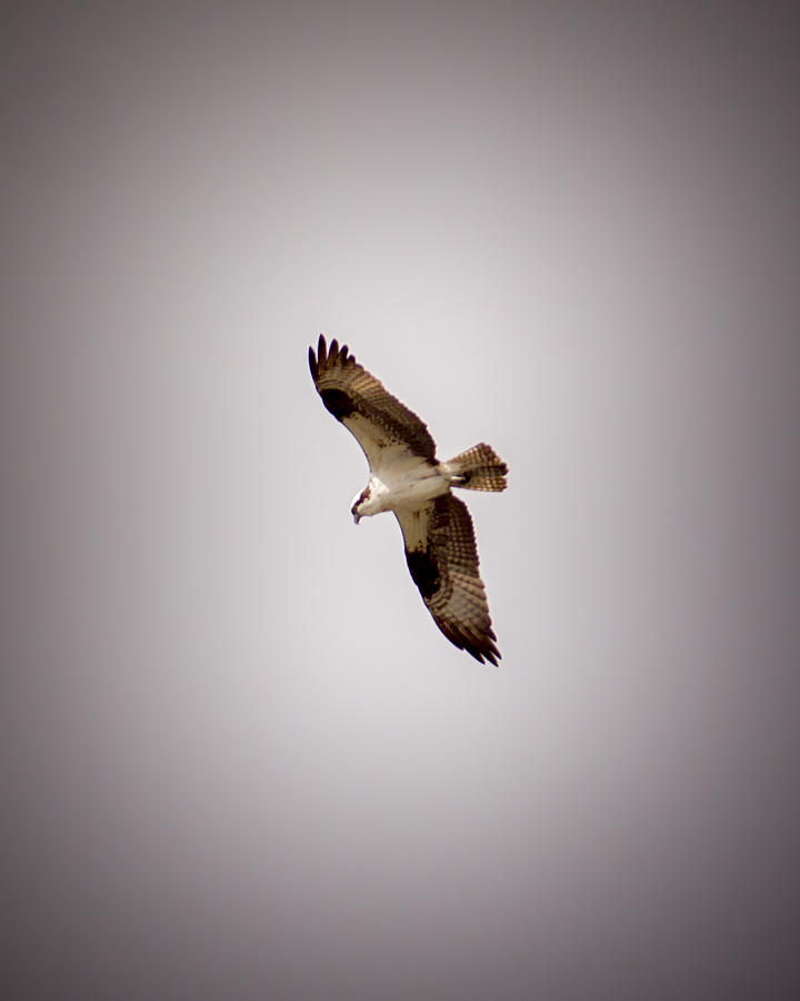 Bird Photograph - Osprey 4 by Ernest Echols