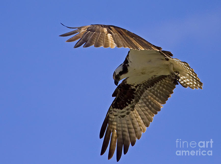 Osprey  #4589 Photograph by J L Woody Wooden