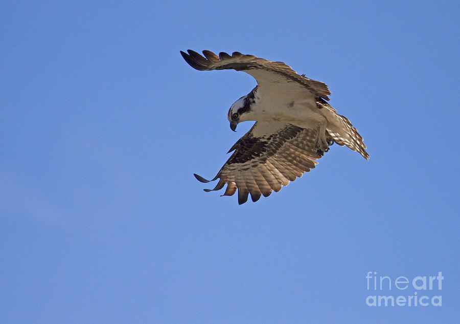 Osprey  #4590 Photograph by J L Woody Wooden