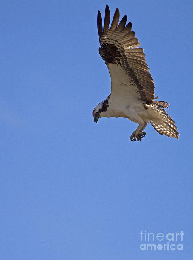Osprey  #4591 Photograph by J L Woody Wooden