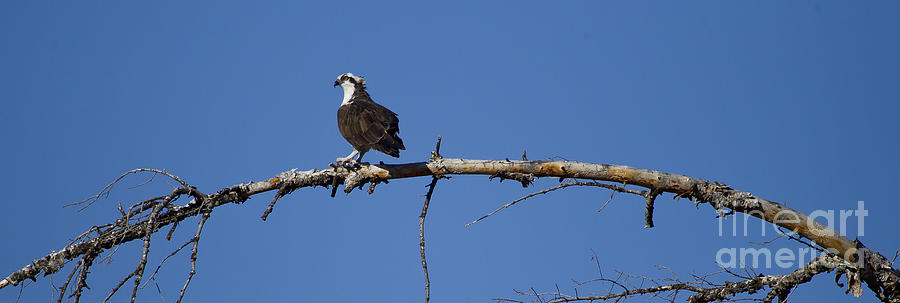 Osprey   #7916 Photograph by J L Woody Wooden