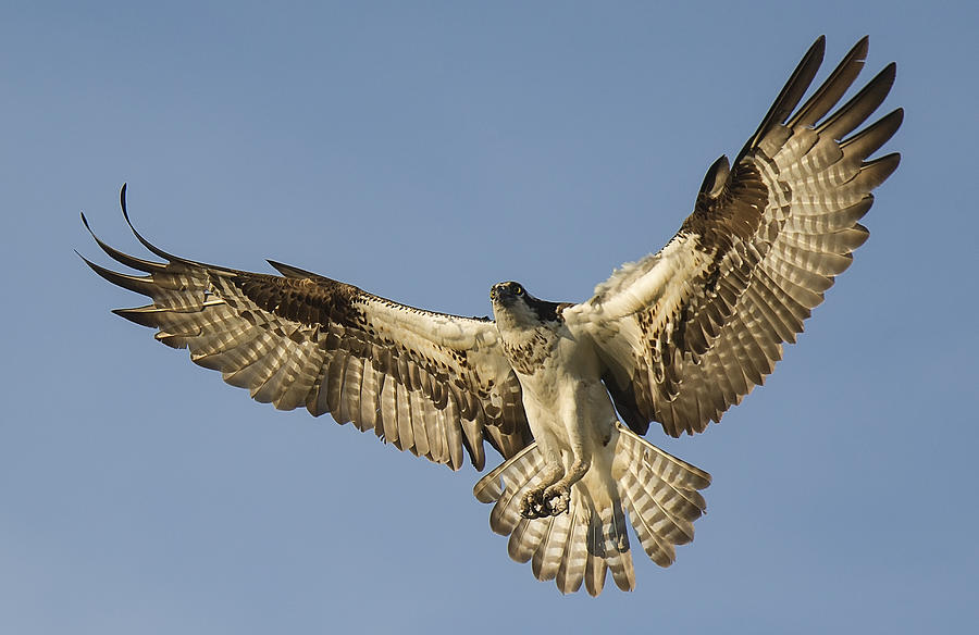 Osprey #9 Photograph by Wade Aiken