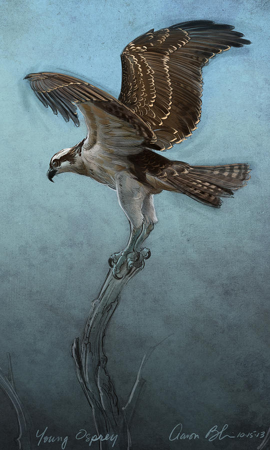 Osprey Digital Art by Aaron Blaise