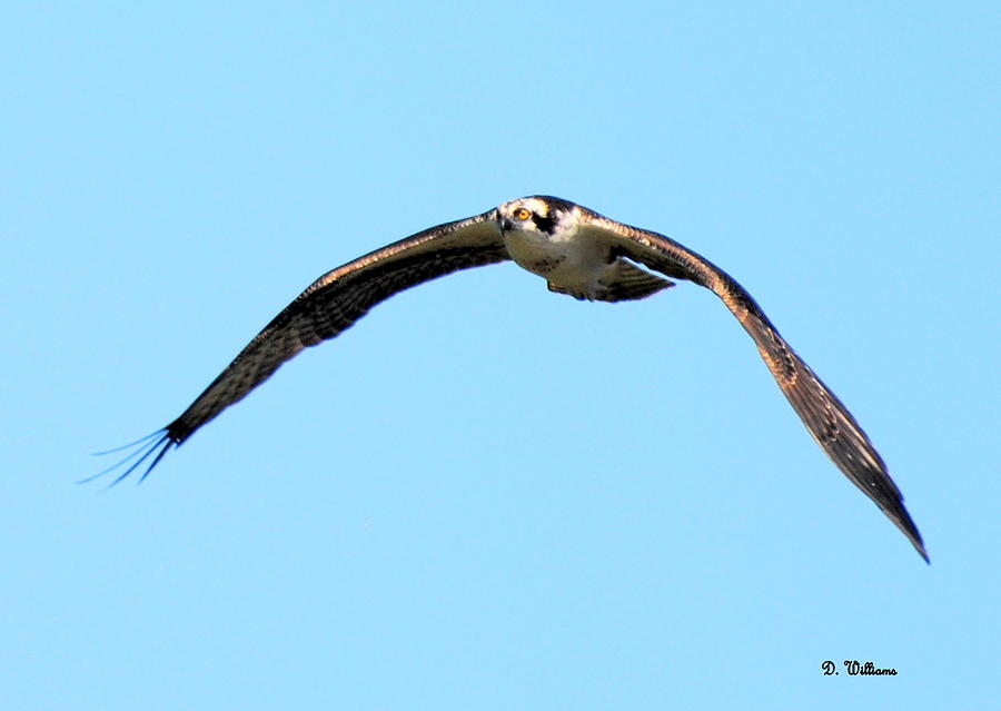 Osprey above Photograph by Dan Williams
