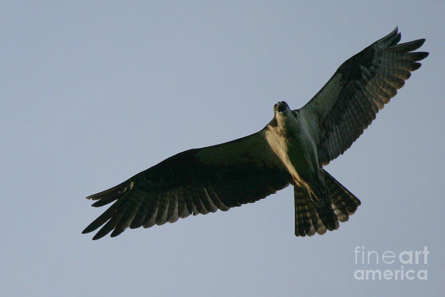 Bird Photograph - Osprey above the Androscoggin by Neal Eslinger