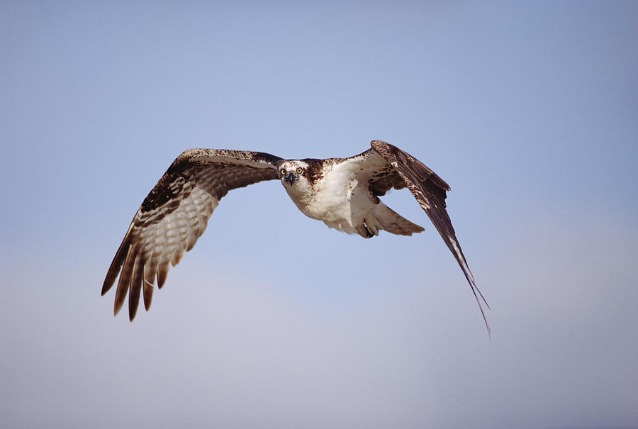 Osprey Adult Flying Baja California Photograph by Tim Fitzharris