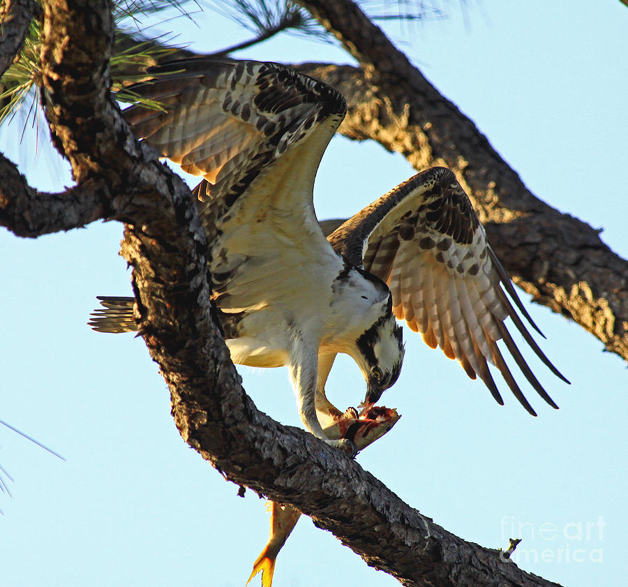 Osprey Afternoon snack Photograph by Larry Nieland