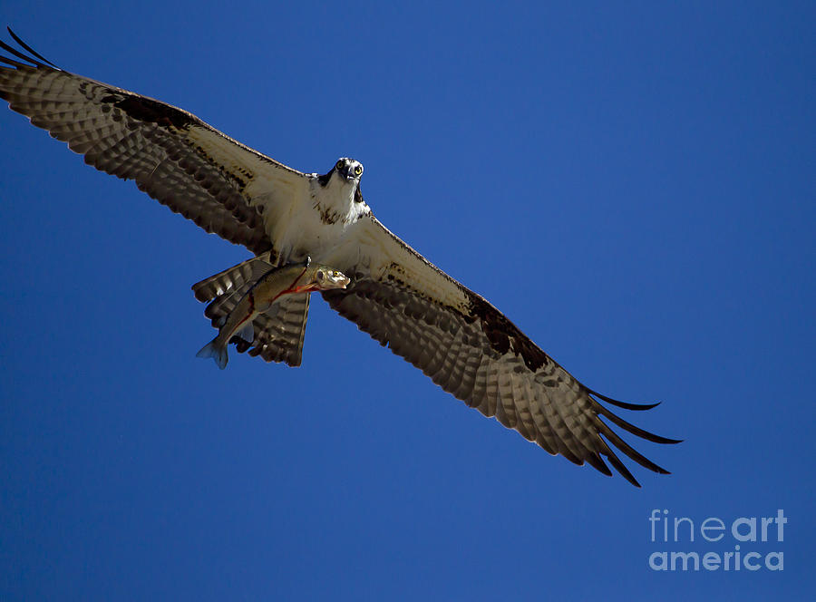 Osprey And Cut Throat Trout #5071 Photograph by J L Woody Wooden