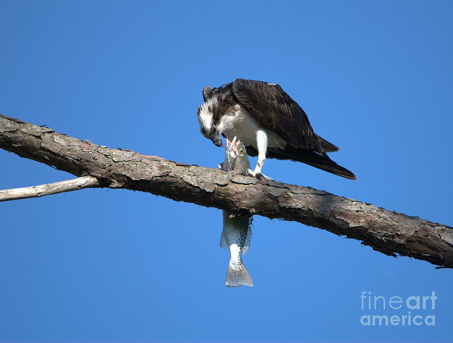 Osprey and Fish No.2 Photograph by John Greco