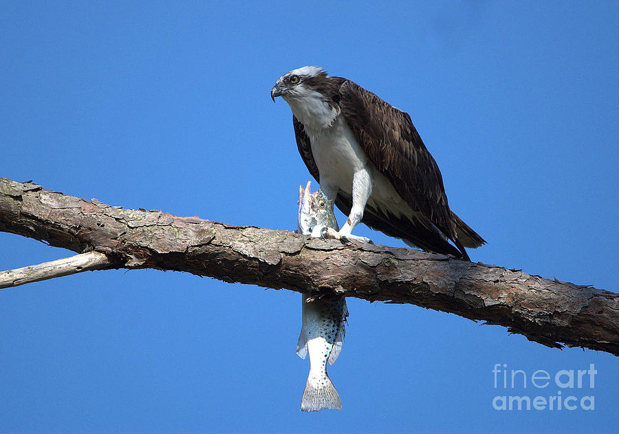 Osprey and Fish No.4  Photograph by John Greco