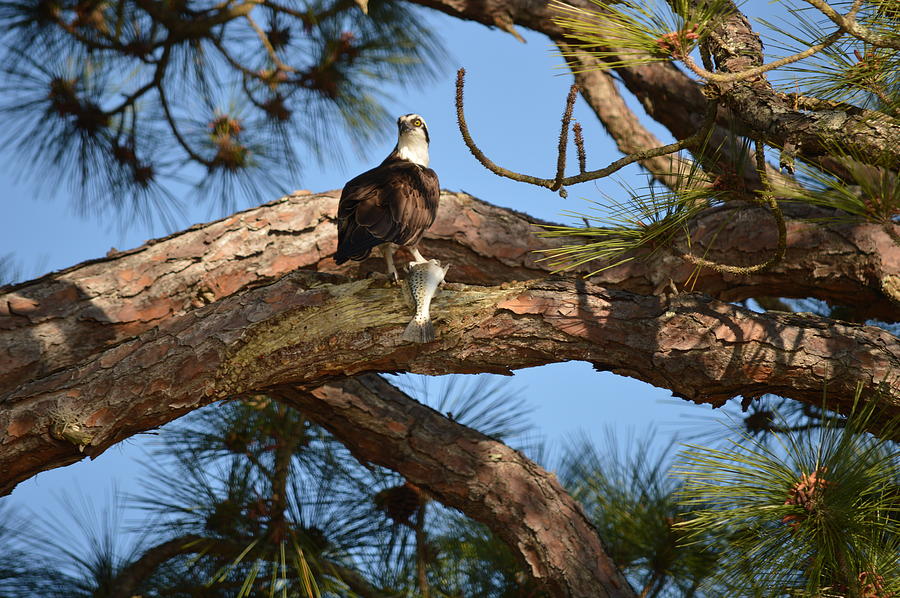 Osprey And Trout Photograph