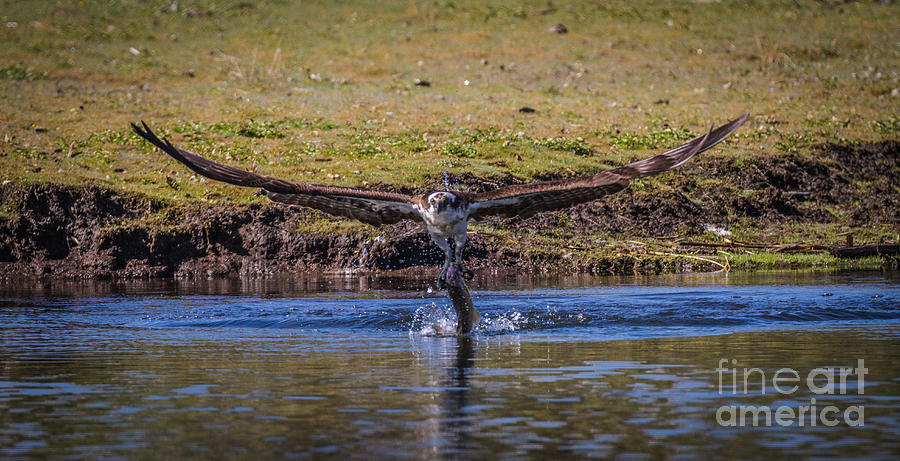 Fish Photograph - Osprey And Trout by Mitch Shindelbower