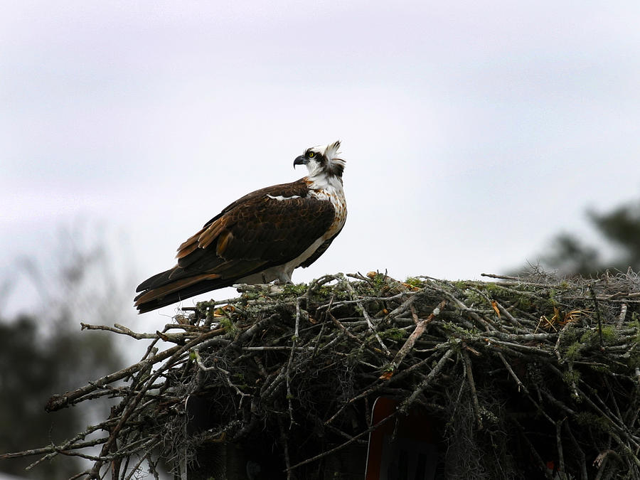 Osprey Photograph by Anthony Jones