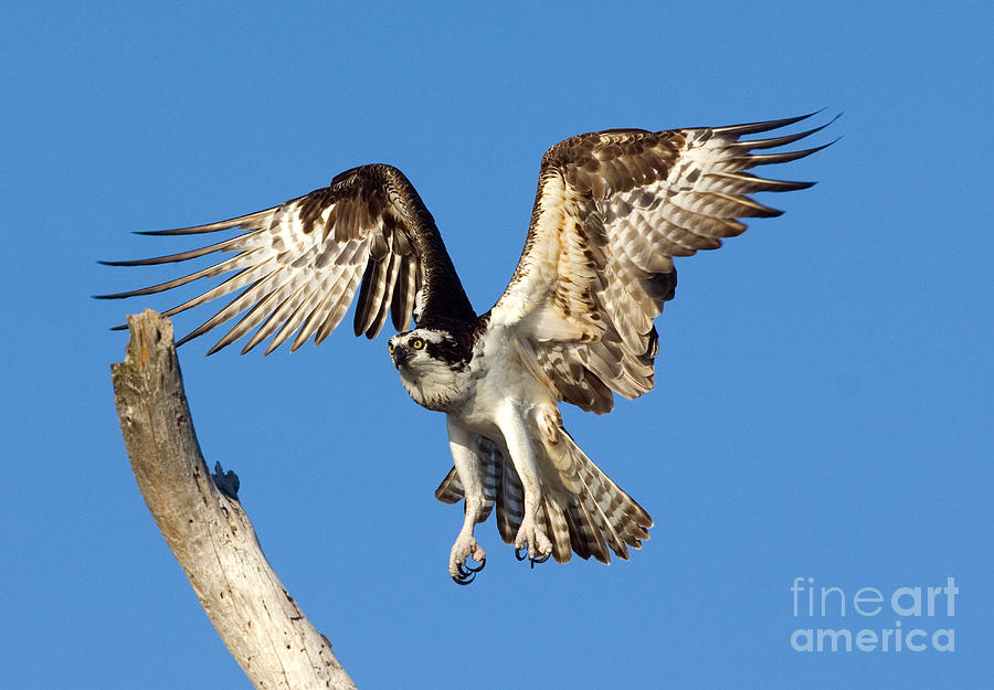 Osprey Photograph by Anthony Mercieca