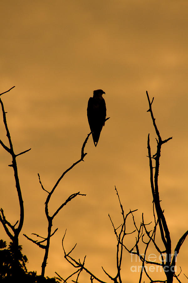 Osprey at Sundown Photograph by Heidi Farmer