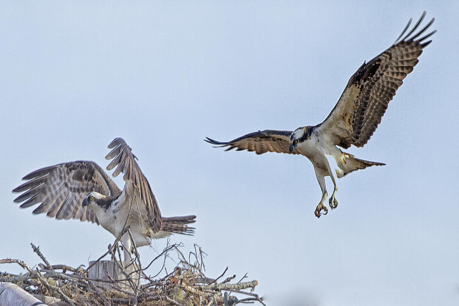 Osprey Ballet Photograph by Constantine Gregory