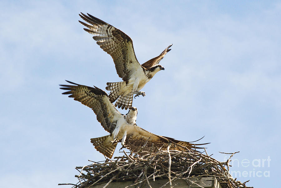 Osprey Battle for the Nest Photograph by Andrea Kollo